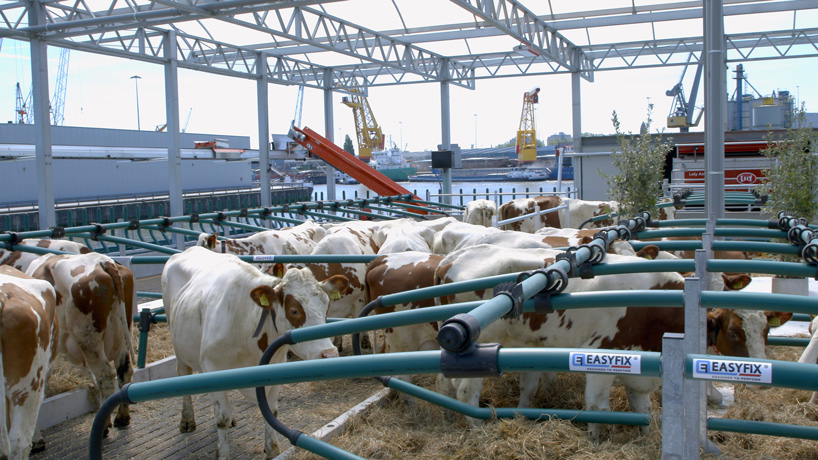 В стойлах автоматизированного хлева могут разместиться 40 коров