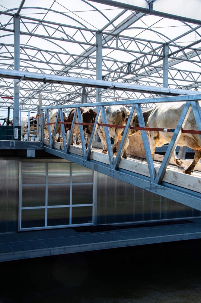 world’s first floating farm welcomes cows in rotterdam