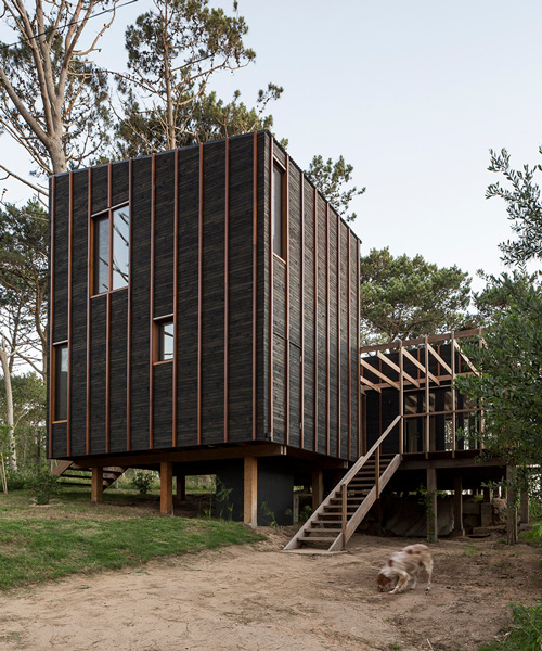 fram arquitectos and delfina riverti elevate wooden house among uruguayan forest