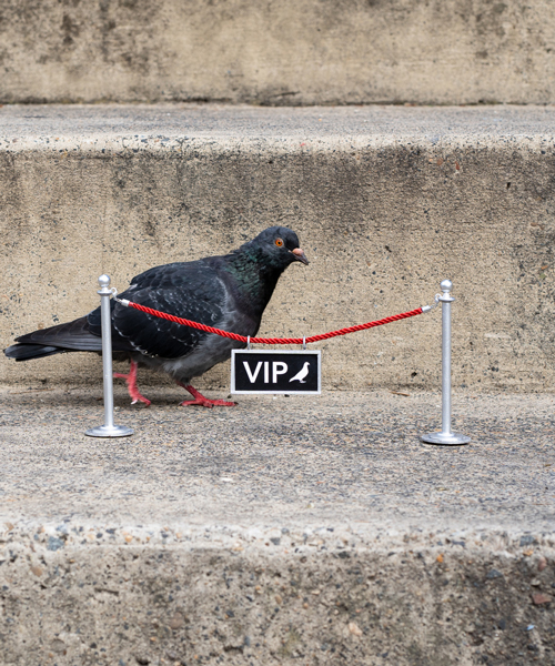 miguel marquez sets up VIP pigeon lounges and hangs surreal imessages over sewer tunnels