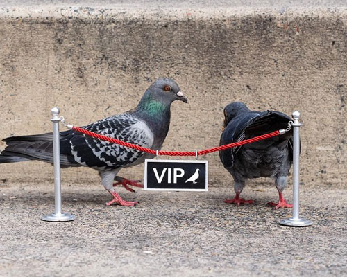 miguel marquez sets up VIP pigeon lounges and hangs surreal imessages over sewer tunnels