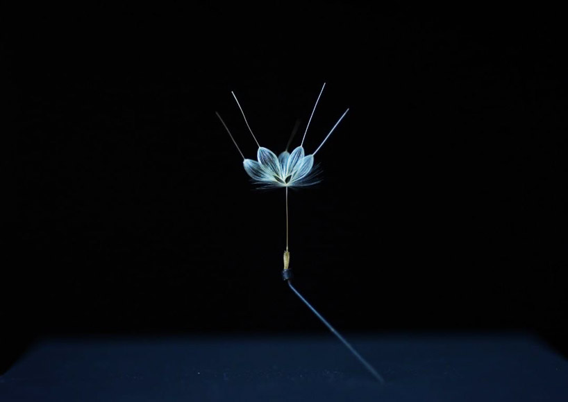 artist euglena creates extremely delicate sculptures using dandelion seeds