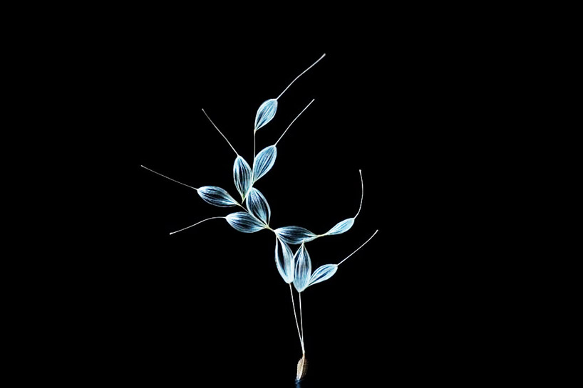 artist euglena creates extremely delicate sculptures using dandelion seeds designboom