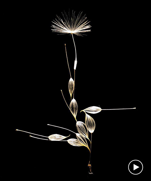 artist euglena creates extremely delicate sculptures using dandelion seeds