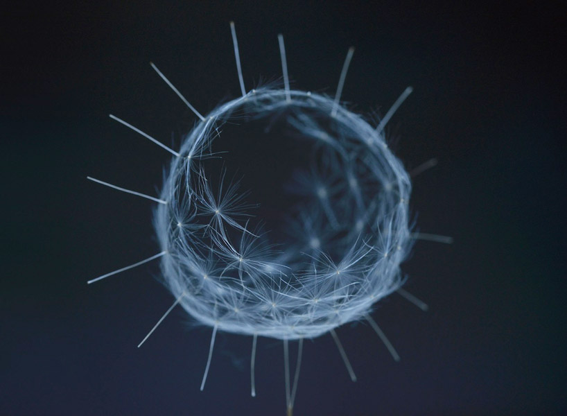 artist euglena creates extremely delicate sculptures using dandelion seeds