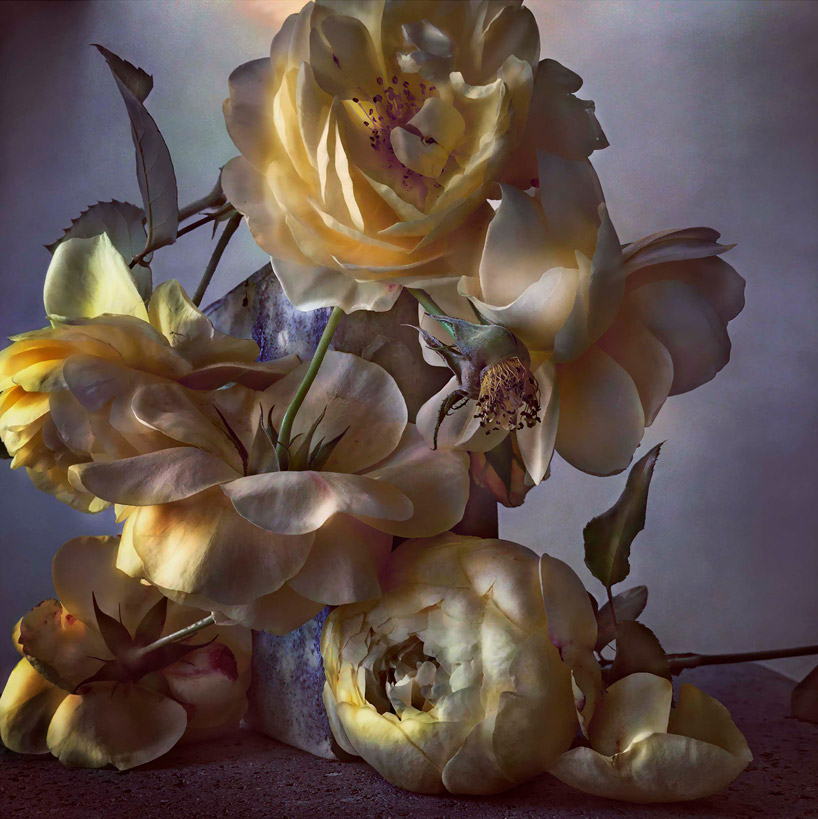 nick knight captures the life of a rose in photos that look like