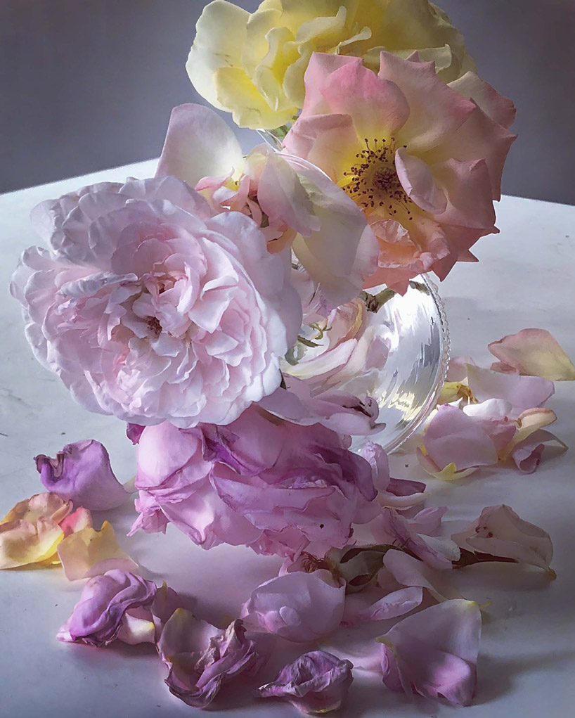 nick knight captures the life of a rose in photos that look like