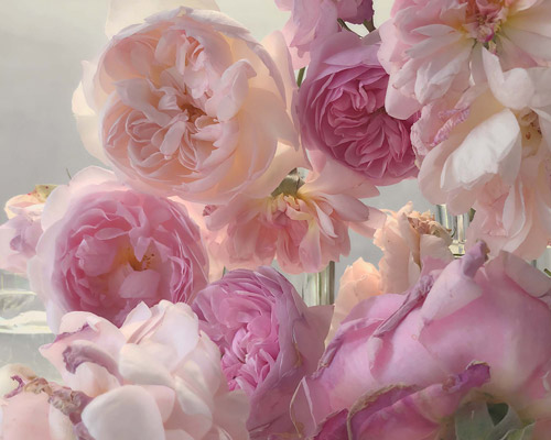 nick knight captures the life of a rose in photos that look like master paintings
