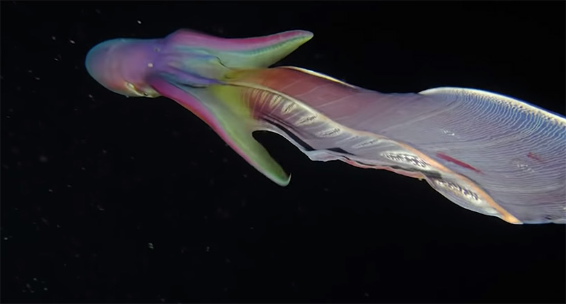 Blanket octopus