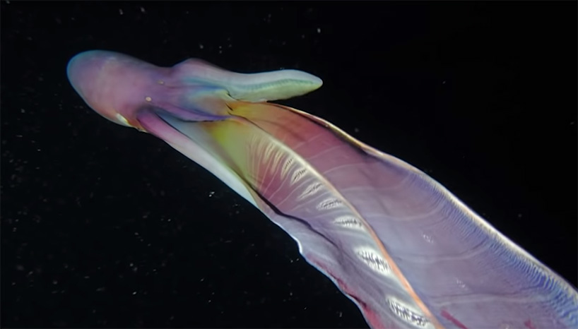 Rainbow Blanket Octopus | atelier-yuwa.ciao.jp