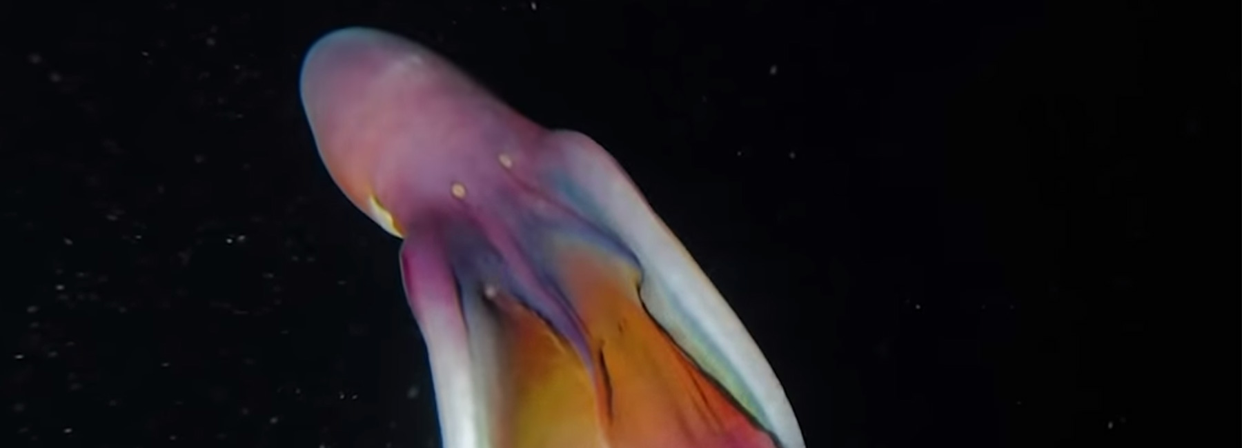 rare iridescent blanket octopuses caught on camera in the philippines