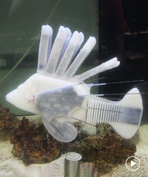 scientists develop robotic fish that uses hydraulic blood to swim for 36 hours