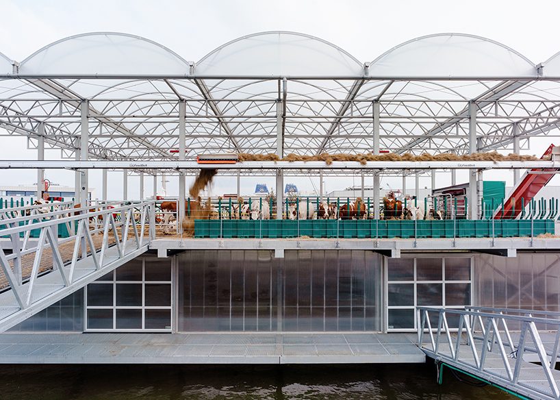 goldsmith floating farm produces, processes + distributes dairy in rotterdam
