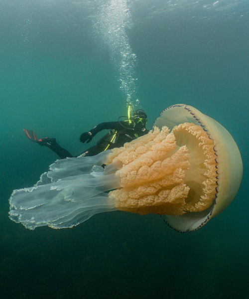 underwater cinematographer captures human-sized jellyfish off english coast