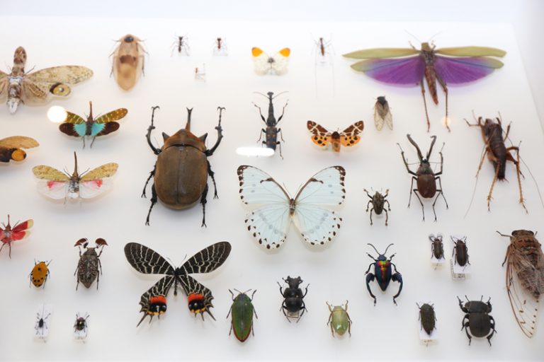 insects models for design at tokyo's 21_12 design sight