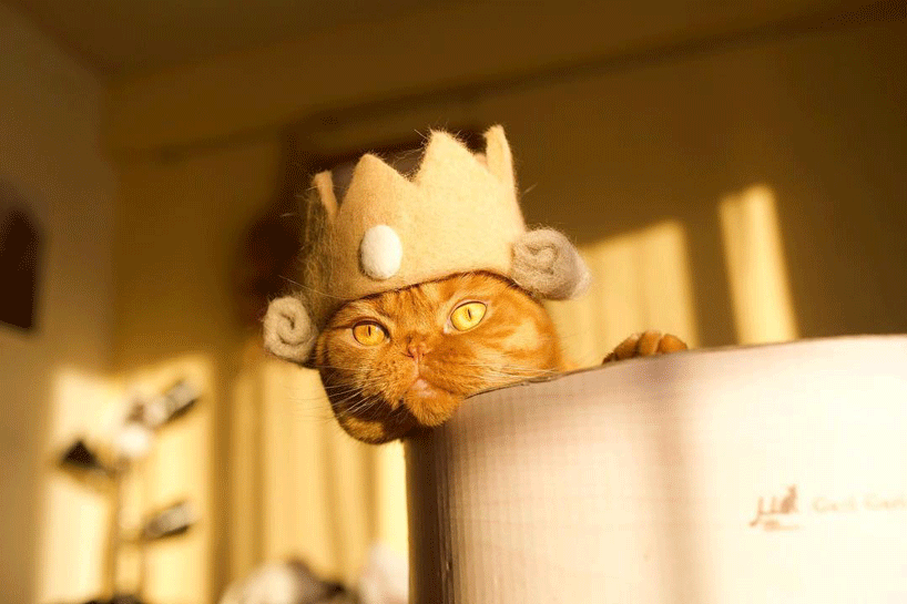 ryo yamazaki captures cats in hats crafted using their own fur