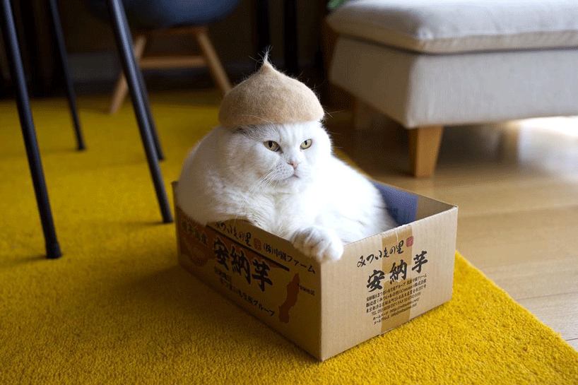 Ryo Yamazaki Captures Cats In Hats Crafted Using Their Own Fur 