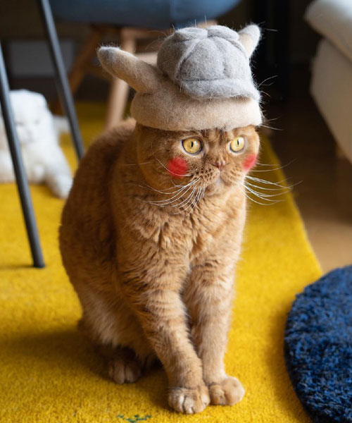 ryo yamazaki captures cats in hats crafted using their own fur