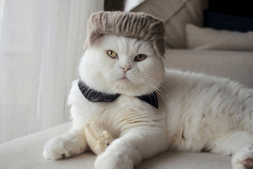 ryo yamazaki captures cats in hats crafted using their own fur