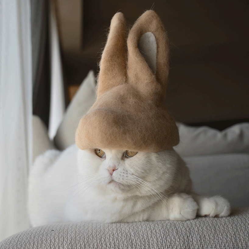 Cats In Hats Made From Their Own Hair