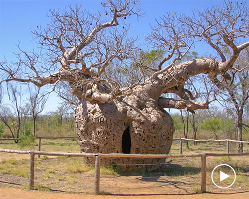 the world's most amazing trees include rainbow eucalyptus and dragon's blood