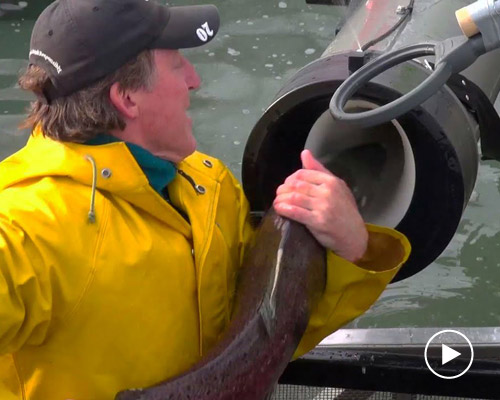 the 'salmon cannon' video sensation that shoots fish over a dam