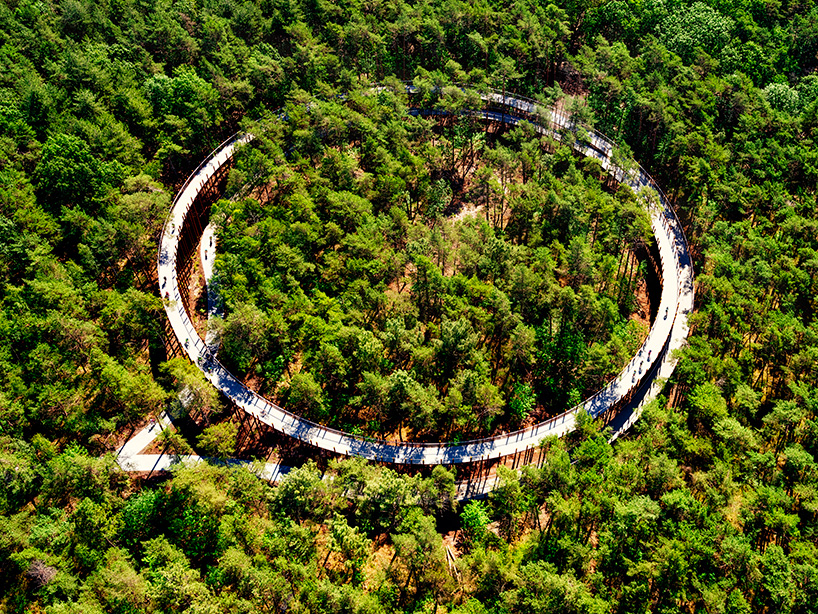 cycling through the trees