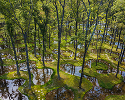 junya ishigami sculpts poetic landscape 'water garden' at japanese oasis art biotop