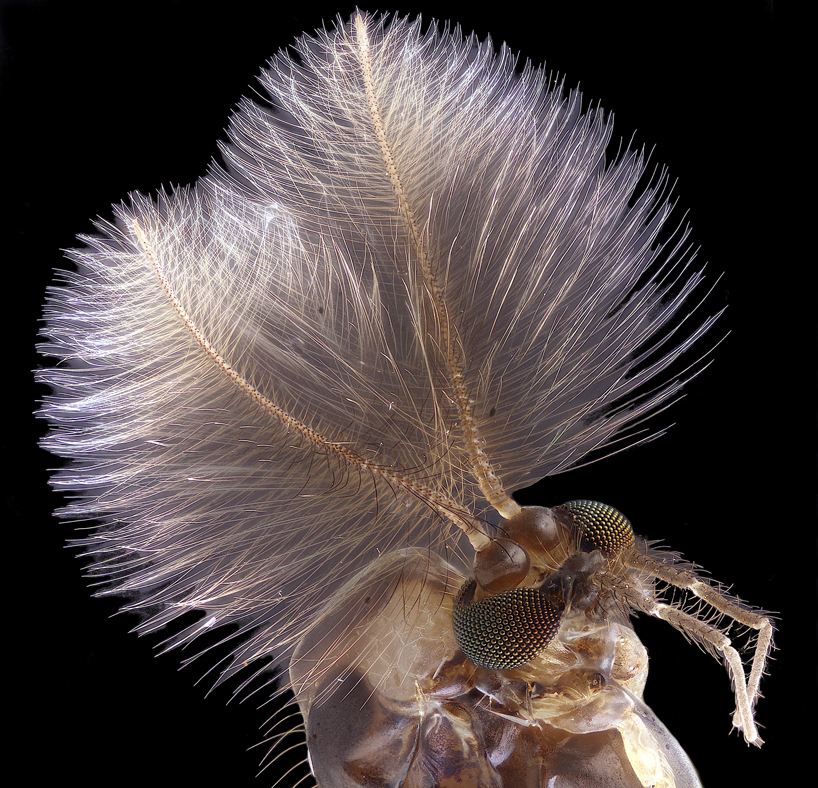 Housefly compound eye pattern  2019 Photomicrography Competition