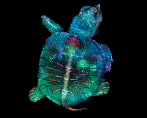 small world photography reveals the microscopic detail of nature