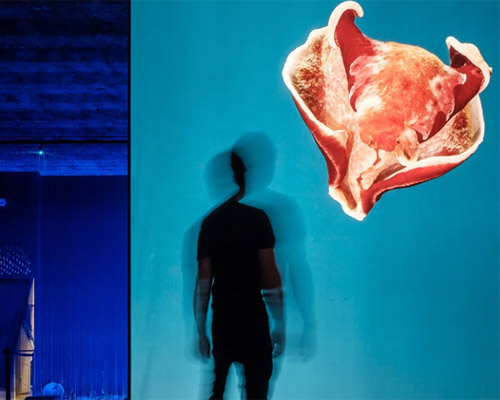 the living sea captures the fragility of our oceans with immersive underwater photography