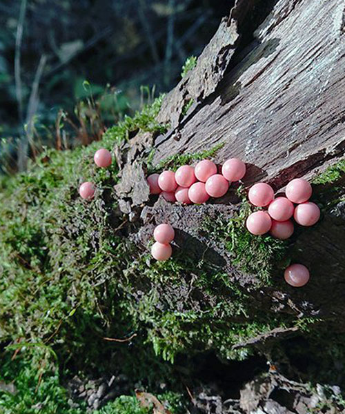 toshihiko shibuya installs 1500 push pins in a japanese forest to evoke spawning life 