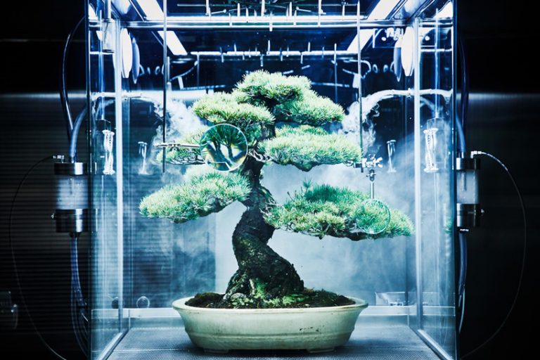 azuma makoto preserves bonsai tree inside futuristic ecosphere