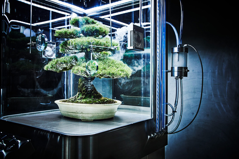 azuma makoto preserves bonsai tree inside futuristic ecosphere 