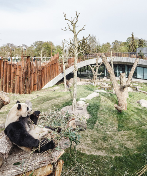 bjarke ingels group's yin and yang-shaped panda house welcomes its first residents