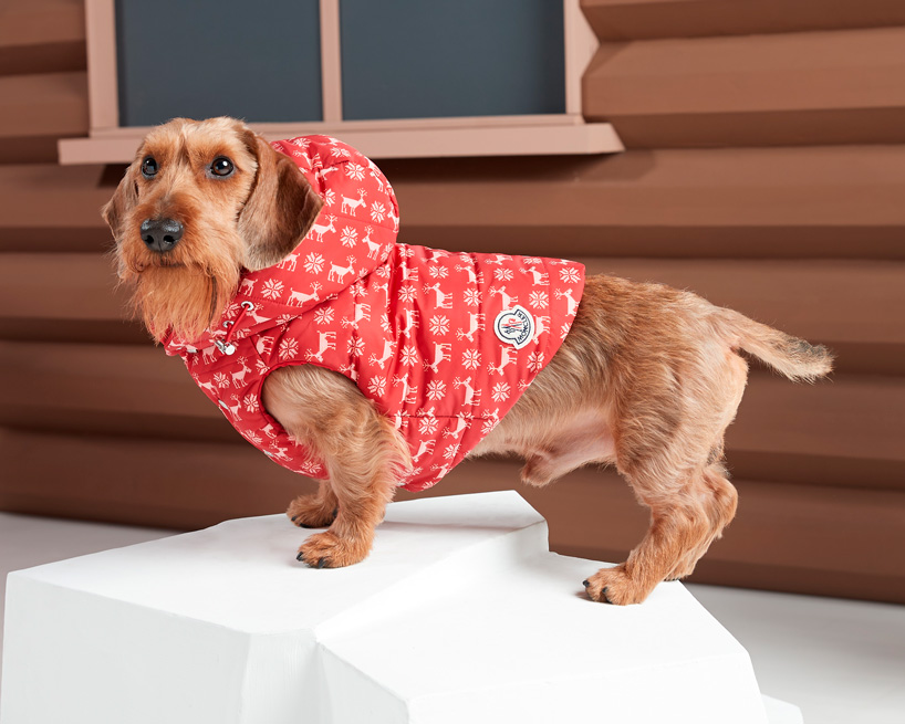 Moncler cheap dog wear