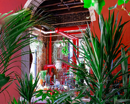 tula opens a 'plant oasis' dedicated to cacti and succulents in new york