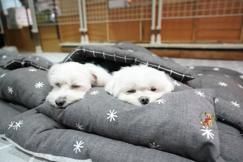 doggy daycare for puppies