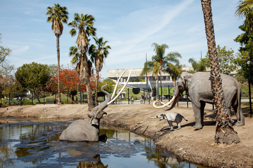 weiss/manfredi selected to overhaul the la brea tar pits in los angeles