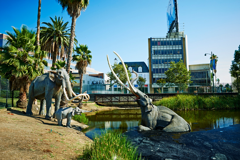 weiss/manfredi selected to overhaul the la brea tar pits in los angeles