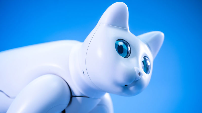 aibo is a robotic cat