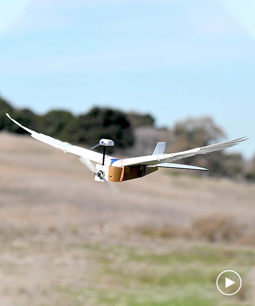 a robot bird built using 40 pigeon feathers flies like the real thing