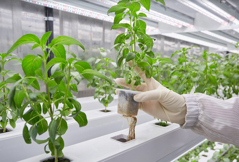 the planty cube is a vertical farming system assembled like LEGO bricks