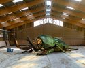 renaud marion 'captures' massive insects in 'cabinet of curiosity' photo series