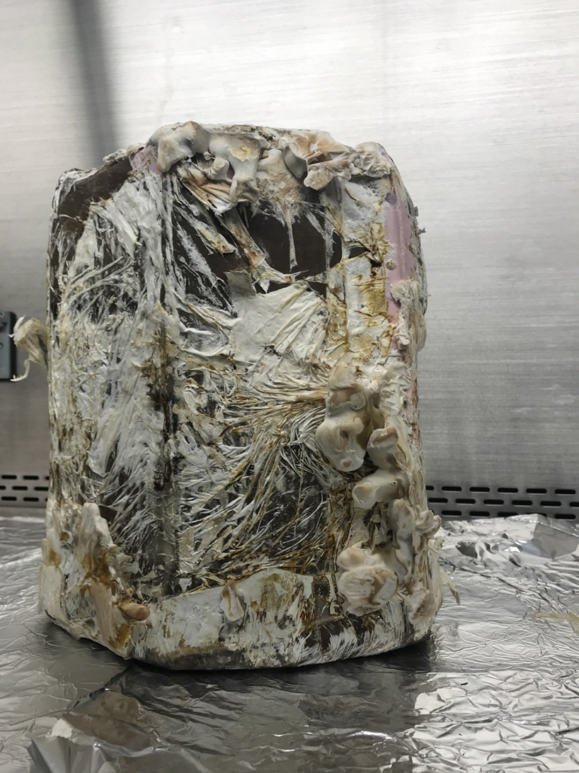 mycelia