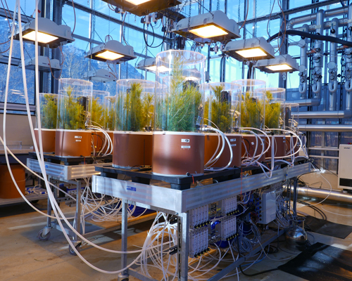 study shows trees hardly benefit from an increased CO2 level in the air