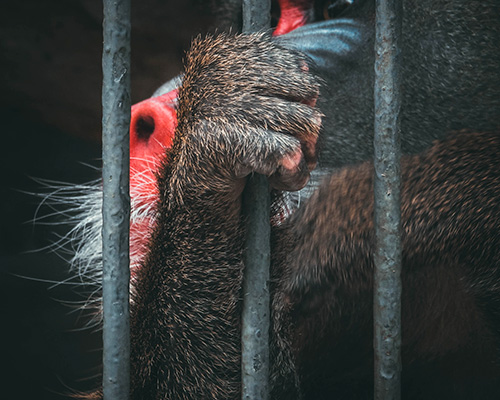 china's ban on wildlife trade could become law thanks to coronavirus