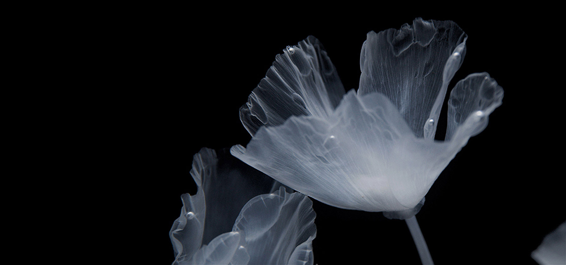 luna-ikuta-ghostly-aquatic-garden-transparent-california-poppies-designboom-1