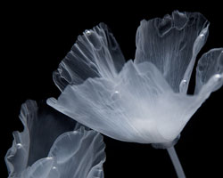 luna ikuta creates a ghostly water garden of transparent california poppies