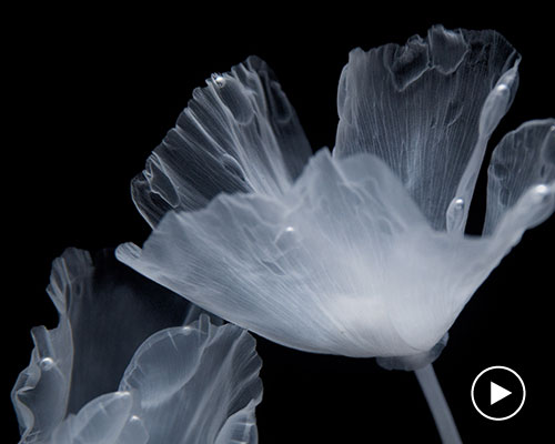 luna ikuta creates a ghostly water garden of transparent california poppies